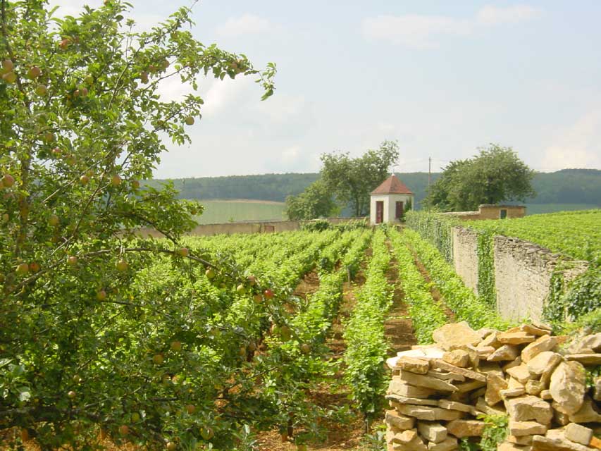 les vignes de corton ey les collines de pernand-vergelesse